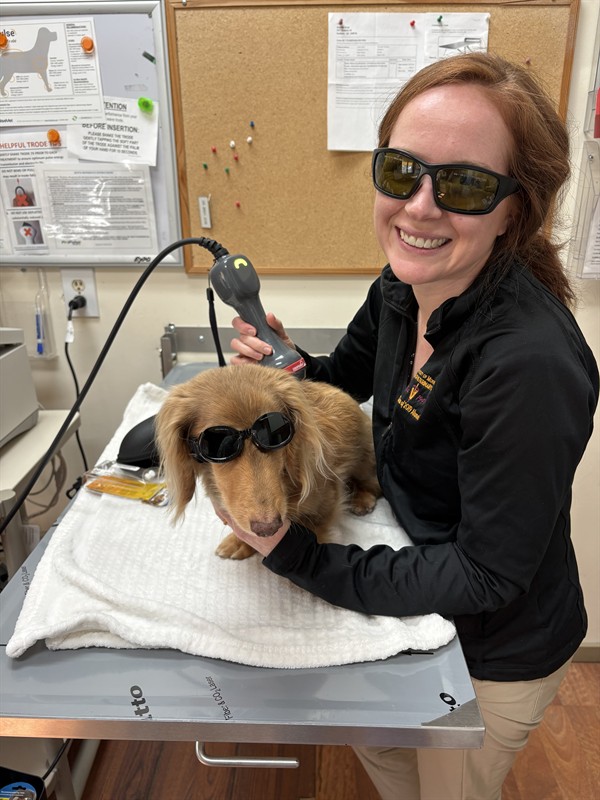 Dr. Butler performing laser therapy for one of her rehab patients. 
