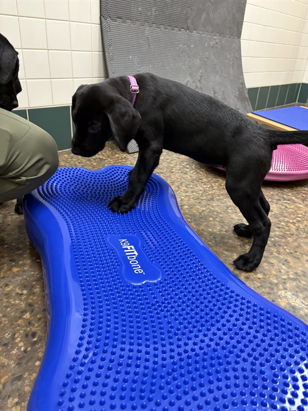 Puppy practicing some exercises. 