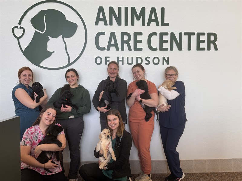 Staff with some cute Labrador puppies. 