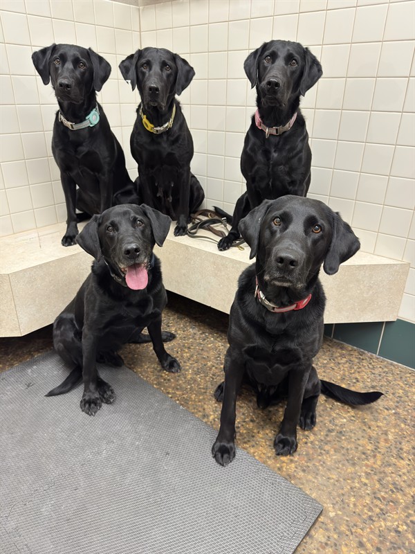 Good group of Labradors in for their annual exams. 