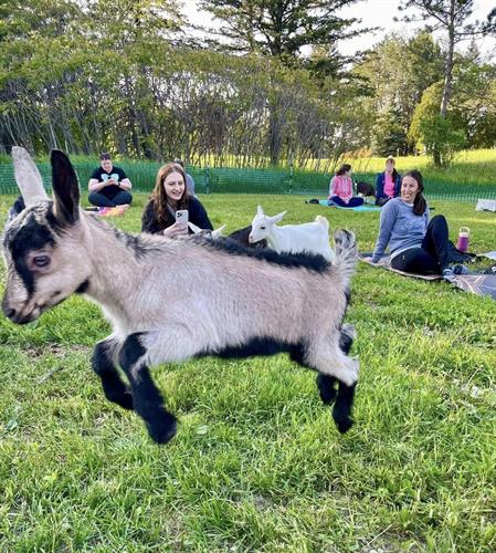 Baby Goat Yoga
