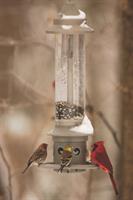 We have squirrel proof feeders: exclude the squirrels, enjoy the birds!