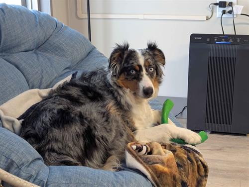 Office Dog Office Dog