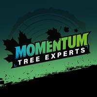 Momentum Tree Experts