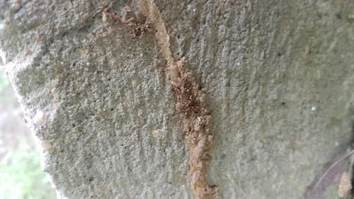 Termites Crawling in their Shelter Tube