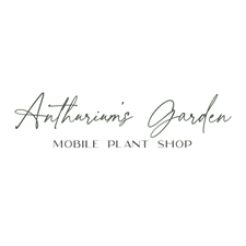Anthurium's Garden