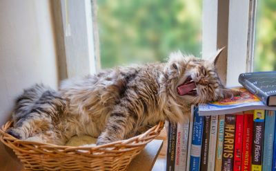 Gallery Image Cat-yawning.jpg