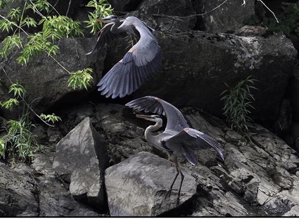 Great Blue Herons, photograph by Charlene Yelle