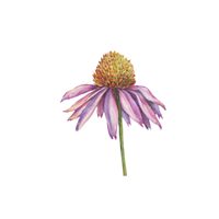 28th Anniversary Sale at The Herbal Path in Portsmouth & Dover, NH