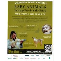Strawbery Banke Museum's Baby Animals - Heritage Breeds at the Banke
