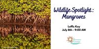 Wildlife Spotlight: Mangroves