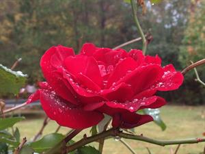 BEE N BONNET, LLC BEE N BONNET, LLC