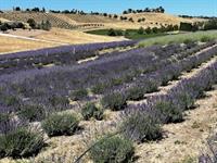 Mother's Day Lavender Farm Experience & Charcuterie Board Workshop