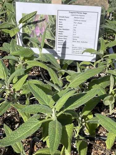 Fragrant Pitcher Sage (Lepechinia fragrans)