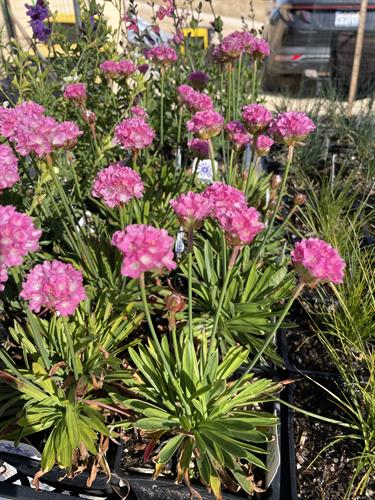 Dreameria® Dreamland Thrift (Armeria pseudarmeria 'Dreamland')