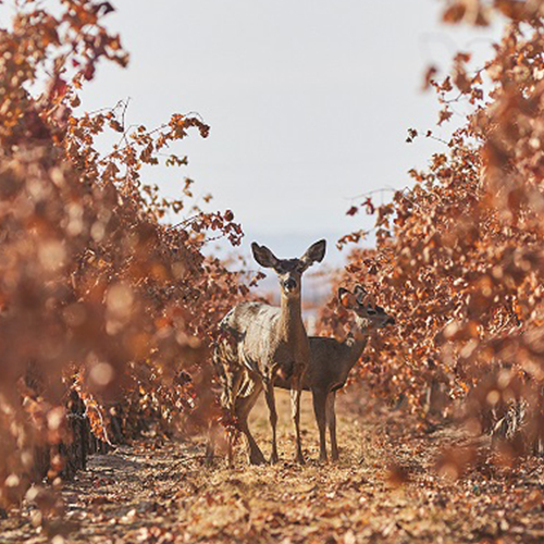 Deer in the vineyard