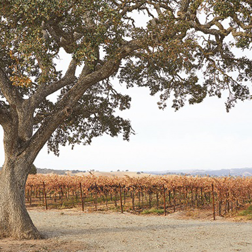 Oak Tree in the vineyard
