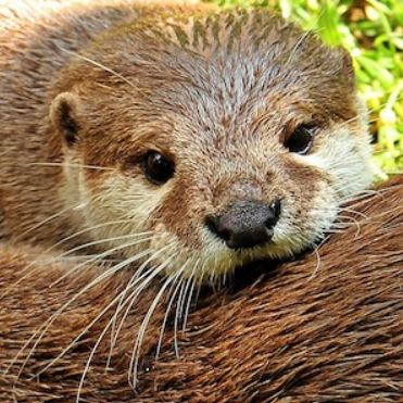 Otter Project