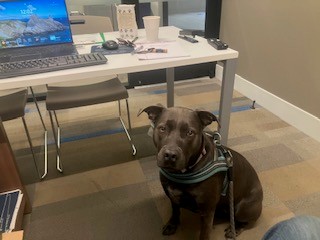 Office Dog Xena