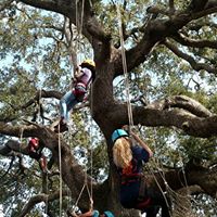 Tree climbing is fun!