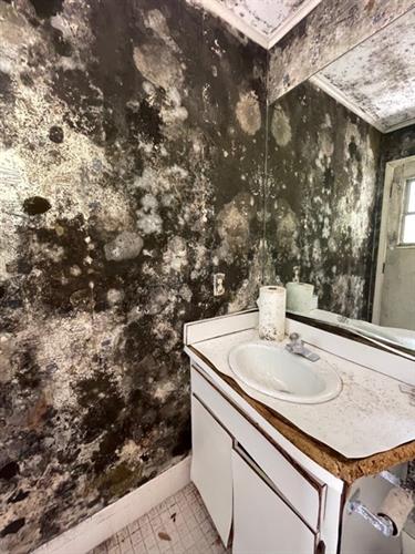 Black mold not wall paper