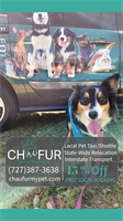 CHAUFUR Pet Transit - Oldsmar