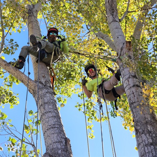 Two of our climbers up in the canopy about to prune. 