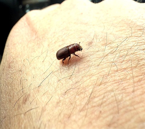 Up close and personal with a mountain pine beetle. 