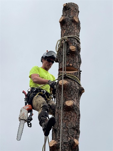 Getting ready to remove this hazardous tree. 