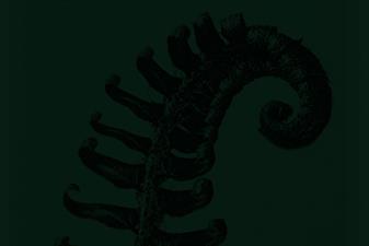 Velvet Fern Creative