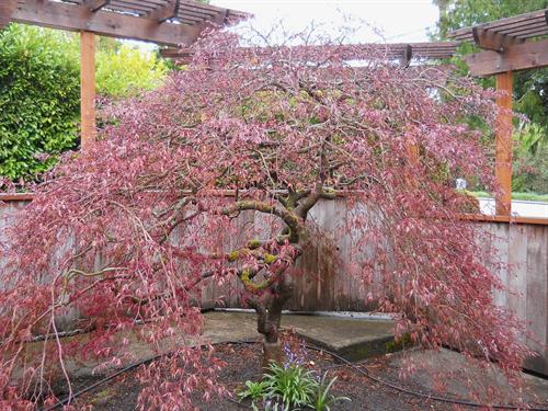One of the Vashon Japanese Maples in my care