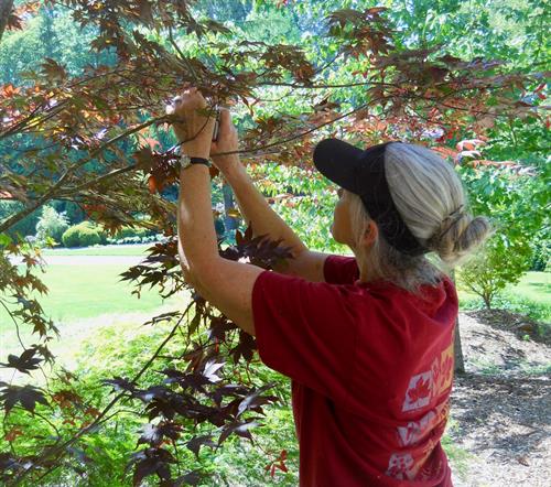 Pruning a Japanese maple 
