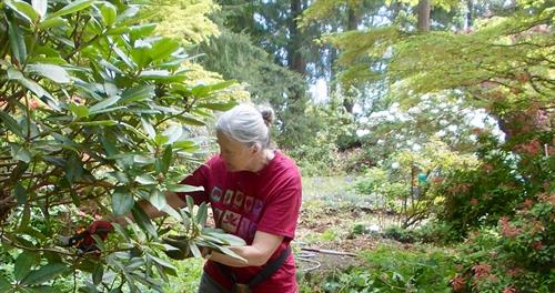 Pruning an overgrown Rhododendron