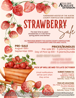Strawberry Sale