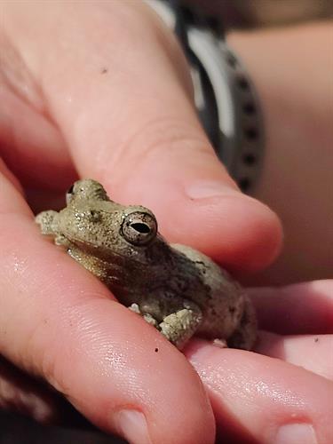 Spring peeper frog