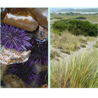 Exploring Coastal Ecology: The Mouth of the Coquille