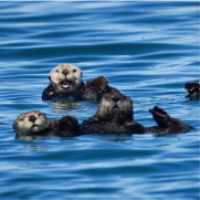 Sea Otters - Presented by Jan Hodder