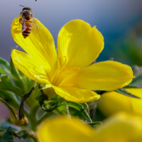 Gorse Blossom Festival