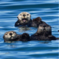 Eat Like an Otter with Elakha Alliance