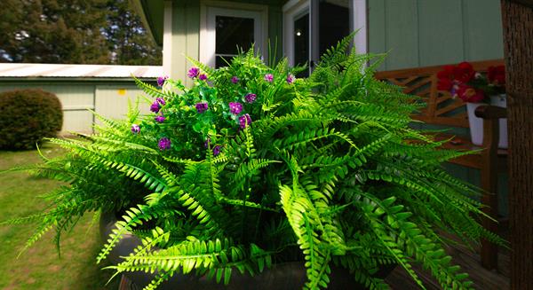 Fern on Back Deck Fern on Back Deck
