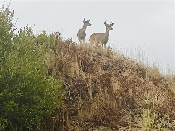 Deer are abundant on the property