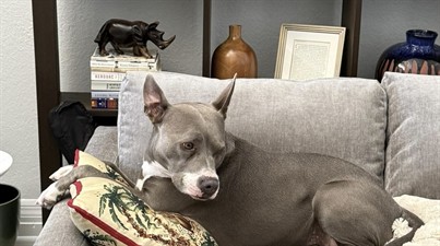 Beachwalk Pet Concierge™ Beachwalk Pet Concierge™