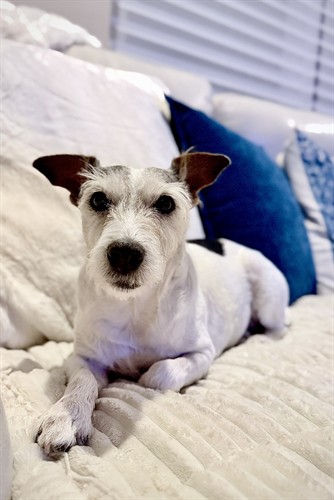 Gallery Image Bella_on_the_couch.jpg