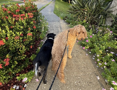 Gallery Image Boomer_Peanut_flowers.jpg