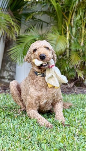 Gallery Image Boomer_with_his_duck_outside.jpg