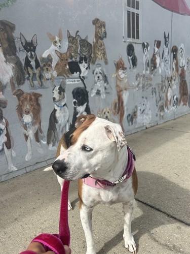Gallery Image Callie_Dunedin_wall_of_dogs.JPG