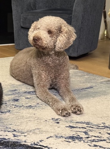 Gallery Image Daisy.jpg