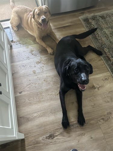 Gallery Image Goose_and_Puddin.jpeg