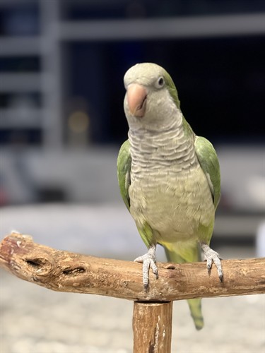 Gallery Image Gua_Keim_Quaker_parrot.jpg