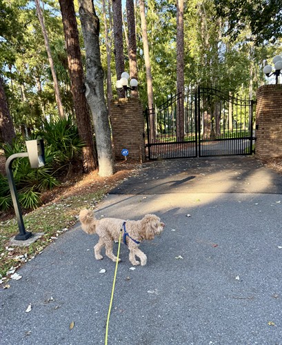 Dog Walking